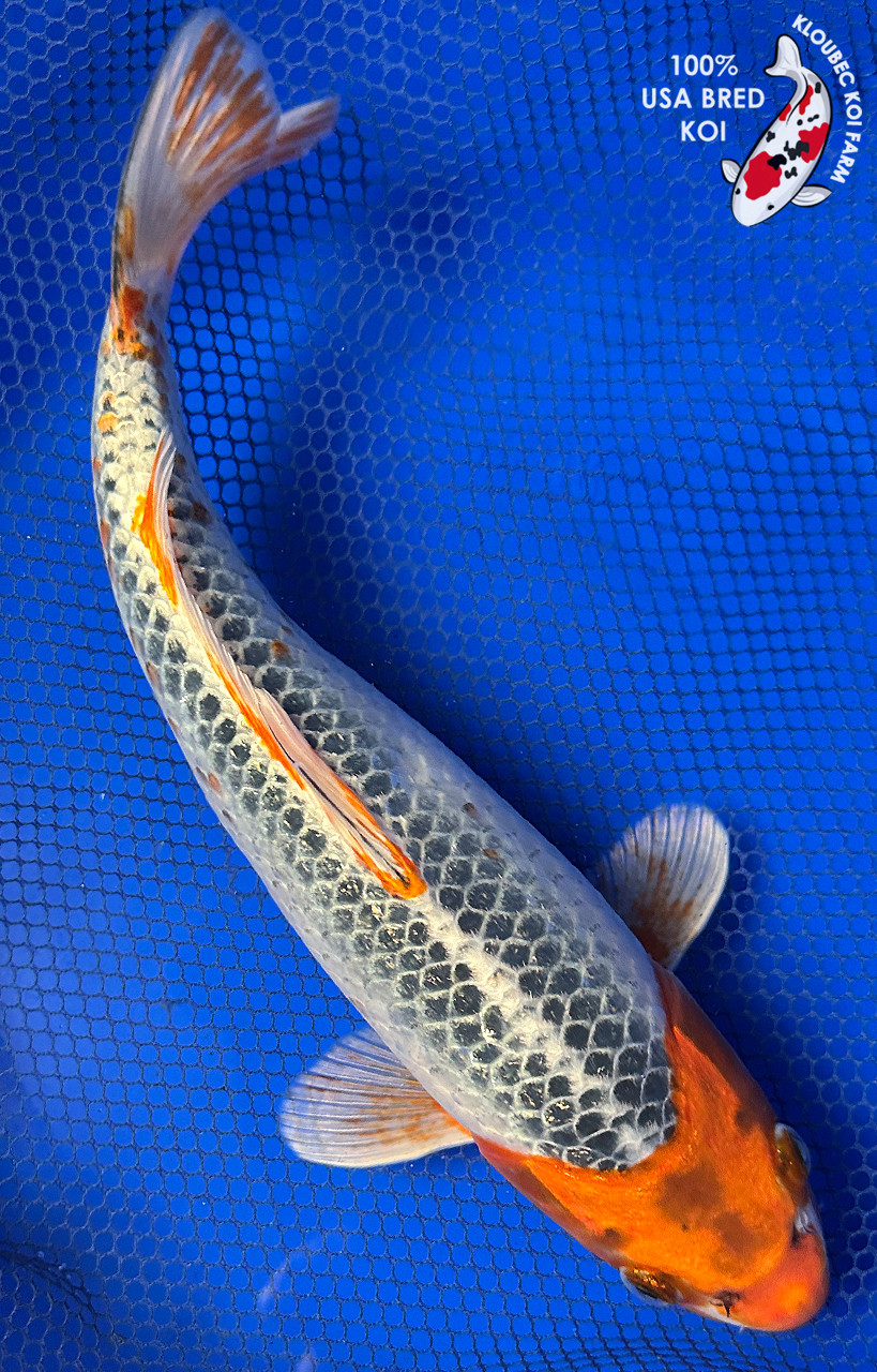 コベック 建築みつも郎12 - 2